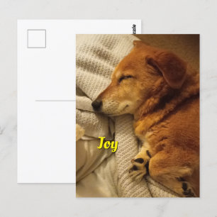 Smiling Dog Postcard