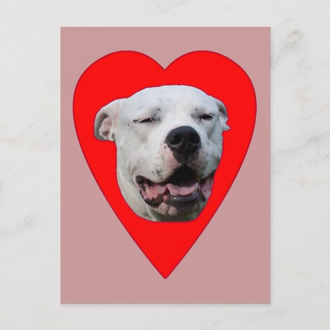 Smiling Dogo Argentino Postcard (Front)