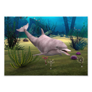 Smiling Dolphin Photo Print