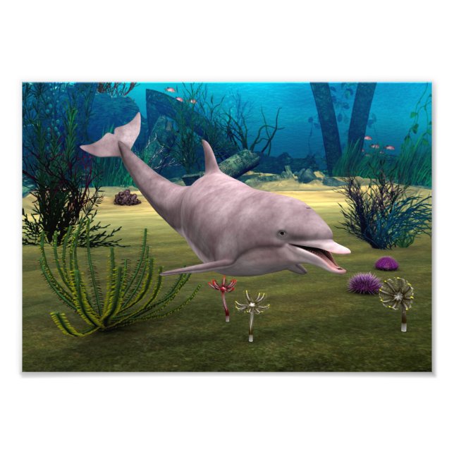 Smiling Dolphin Photo Print (Front)