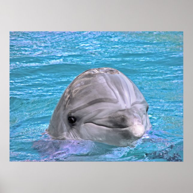 Smiling Dolphin Poster (Front)