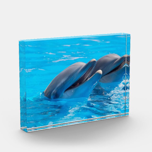 Smiling Dolphins Photo Block (Left)
