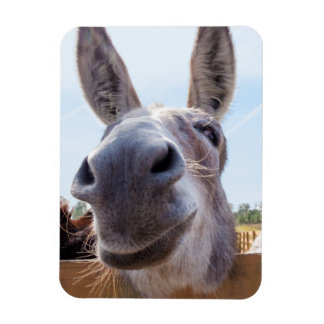 Smiling Donkey Magnet