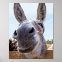 Smiling Donkey