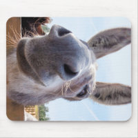 Smiling Donkey with Silly Grin