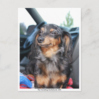 smiling doxie, The Travelling Dachshund, USA Postcard