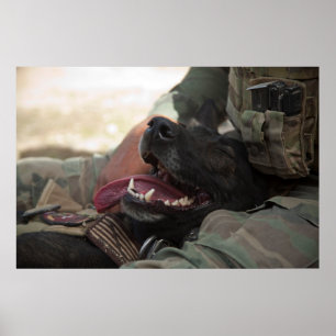 Smiling German Shepherd Military Dog Poster