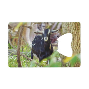 Smiling Goat