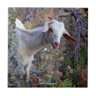 Smiling goat tile