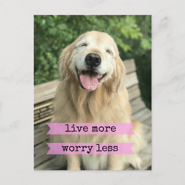 Smiling Golden Retriever Dog Live More Worry Less Postcard (Front)