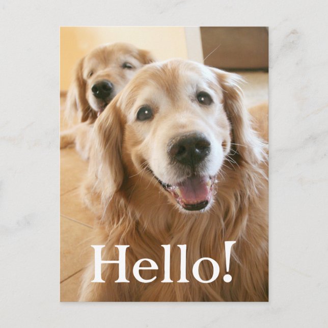 Smiling Golden Retriever Hello Postcard (Front)