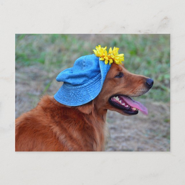 Smiling Golden Retriever in Hat Postcard (Front)