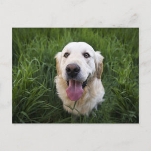 Smiling Golden Retriever Postcard