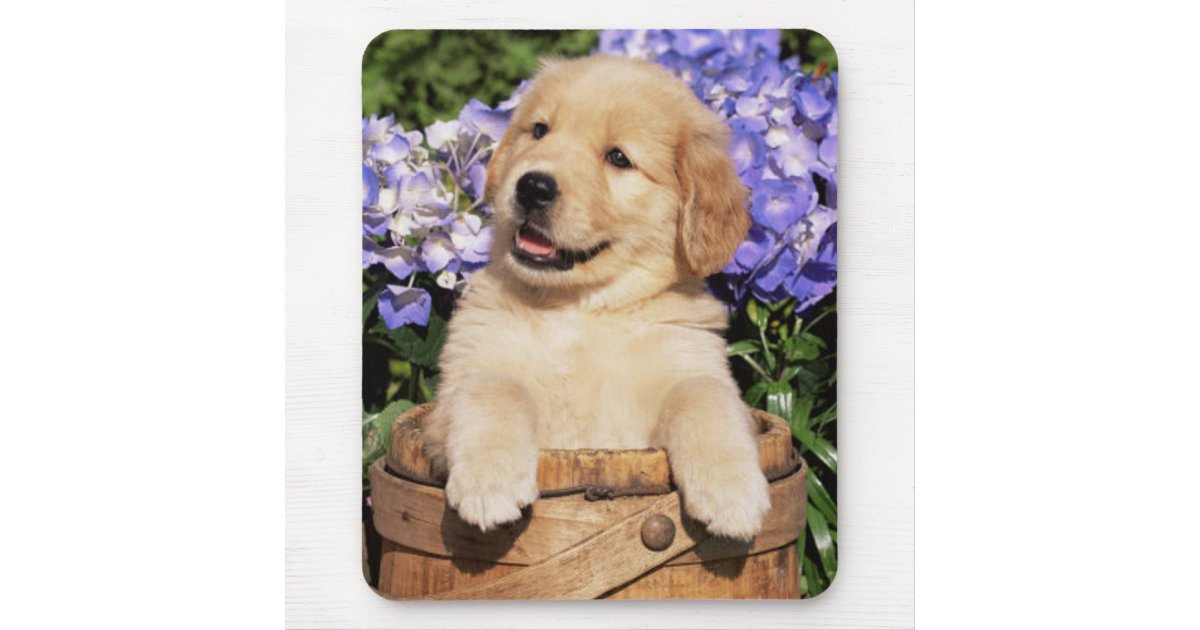 Golden Retriever Puppy Funny Humorous Mini Blank Gift Enclosure Card ...
