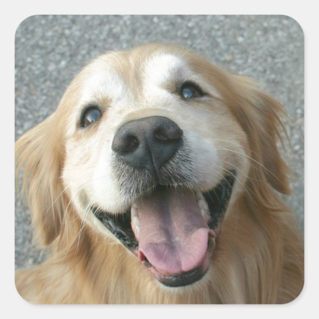 Smiling Golden Retriever Square Sticker (Front)