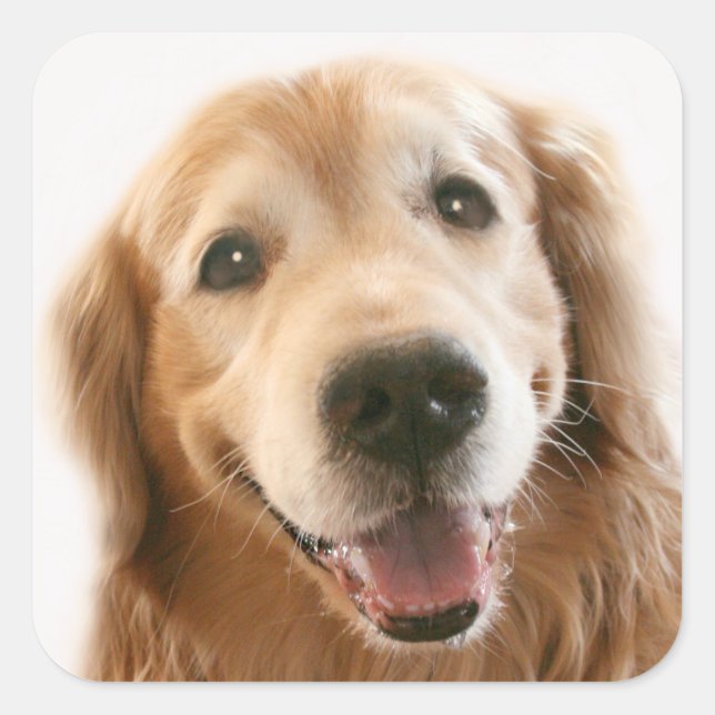 Smiling Golden Retriever Square Sticker (Front)