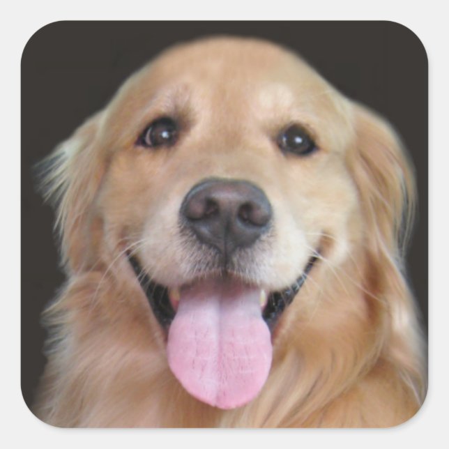 Smiling Golden Retriever Square Sticker (Front)