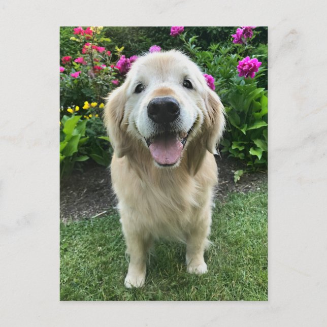 Smiling Golden Retriever with Flowers Thank You Postcard (Front)