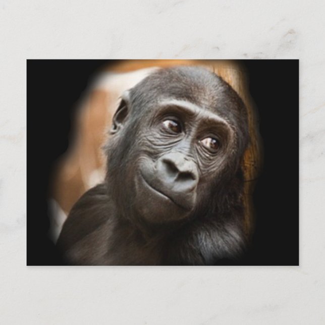 Smiling Gorilla Baby Postcard (Front)