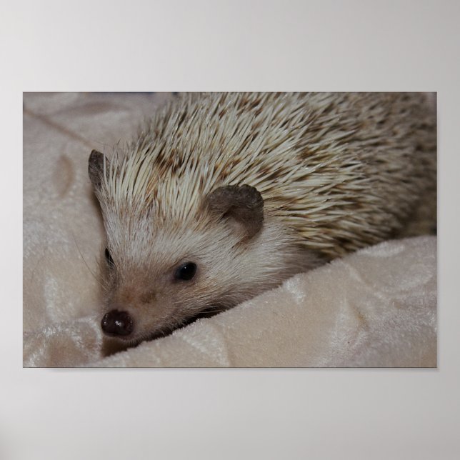 Smiling Hedgehog Poster (Front)