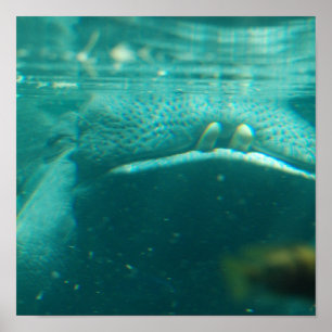 Smiling Hippo  Poster