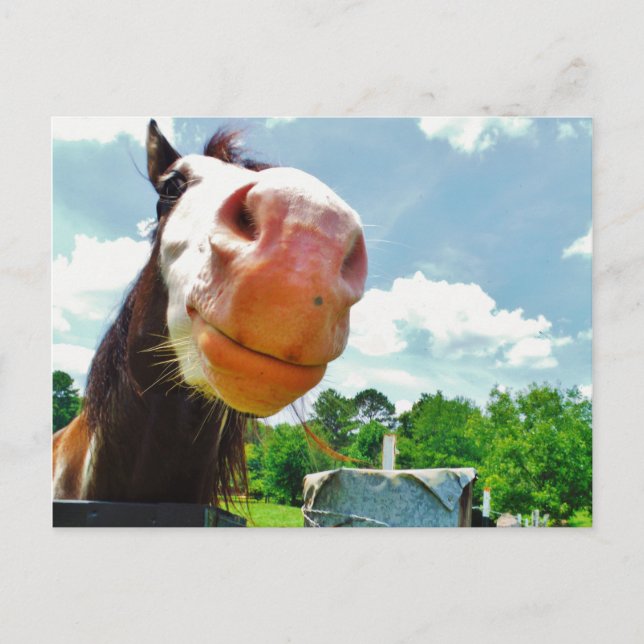 Smiling Horse Postcard (Front)