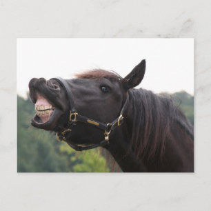smiling horse postcard