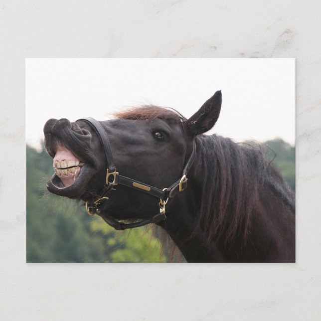 smiling horse postcard (Front)