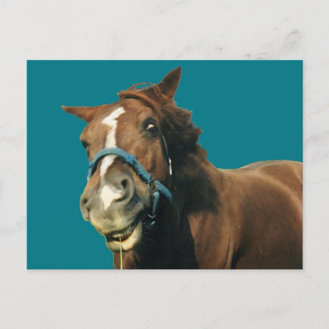 Smiling Horse Postcard (Front)