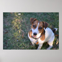 Smiling Jack Russell Terrier