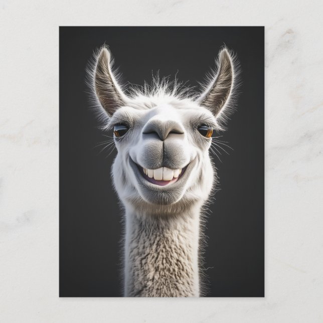Smiling Llama Close-Up Postcard (Front)