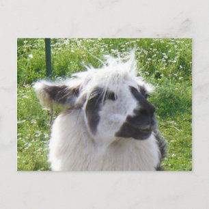 Smiling Llama Postcard