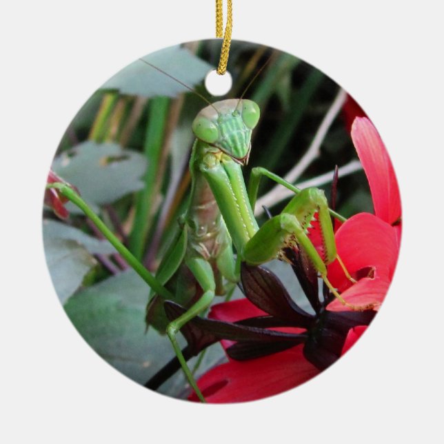 Smiling Mantis ~ ornament (Front)