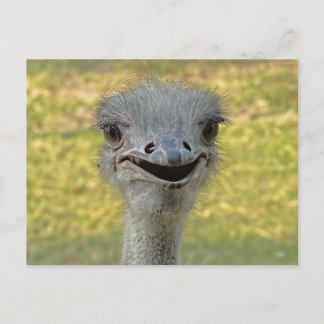 Smiling Ostrich Postcard