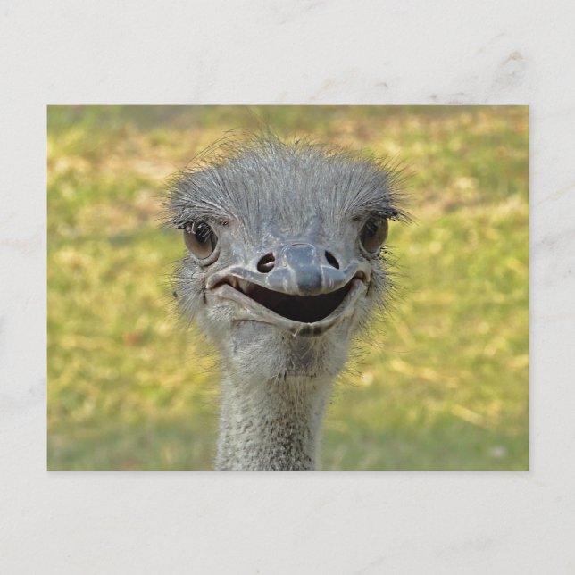 Smiling Ostrich Postcard (Front)