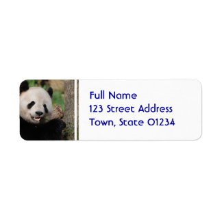 Smiling Panda Bear