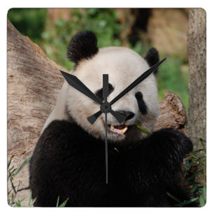 Smiling Panda Bear Square Wall Clock