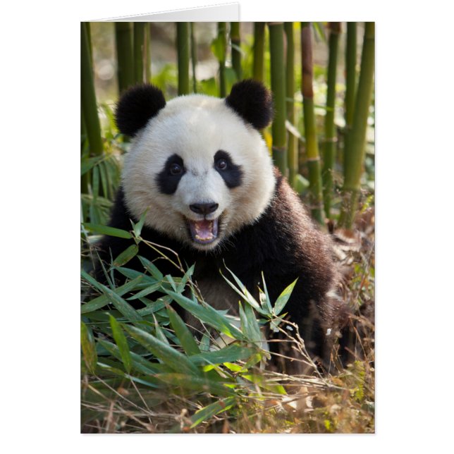 Smiling Panda Portrait (Front)
