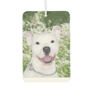 Smiling pitbull car air freshener