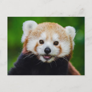 Smiling Red Panda Photo Postcard