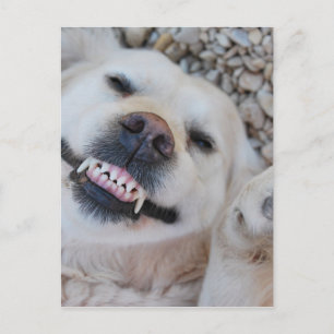 Smiling retriever postcard