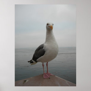 Smiling Seagull Poster