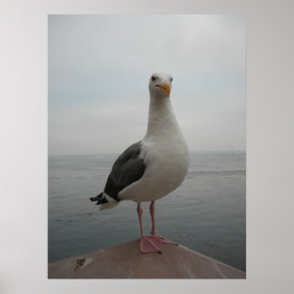 Smiling Seagull Poster