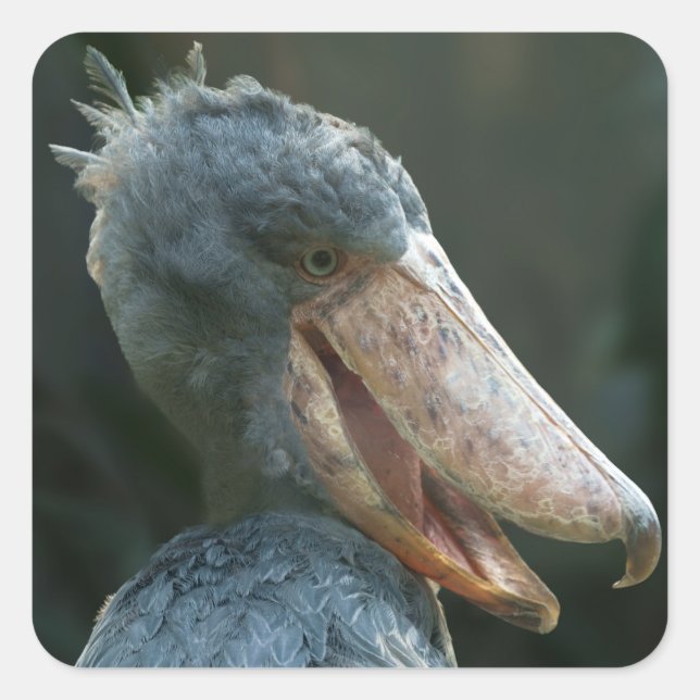 Smiling Shoebill Square Sticker (Front)