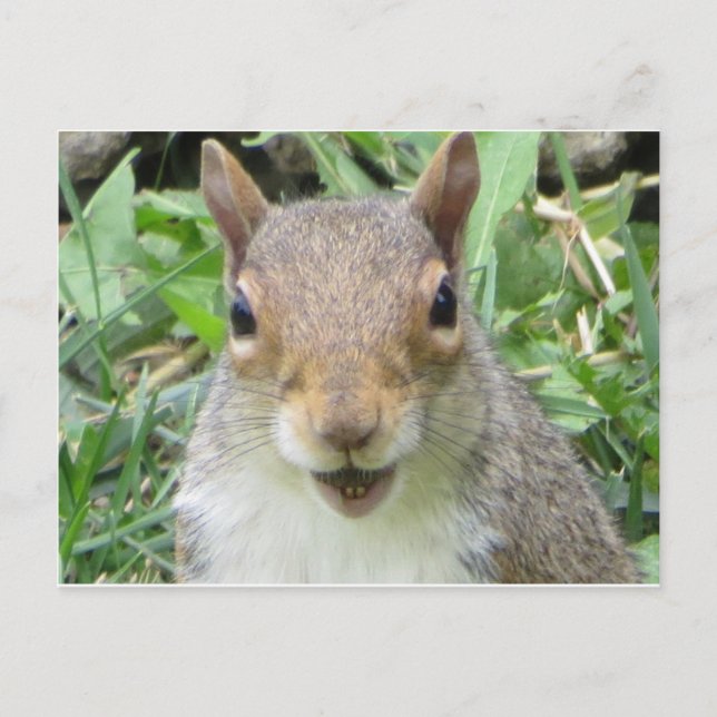 Smiling Squirrel Postcard (Front)