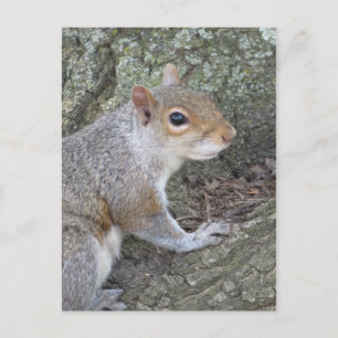 Smiling Squirrel Postcard