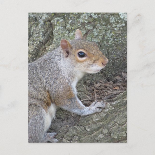 Smiling Squirrel Postcard (Front)