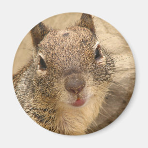 Smiling Squirrel round magnet