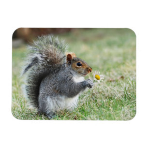 Smiling Squirrel with Daisy Magnet