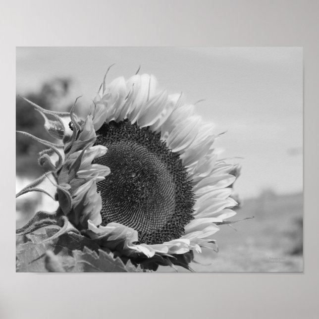 Smiling Sunflower Floral Black White Print (Front)